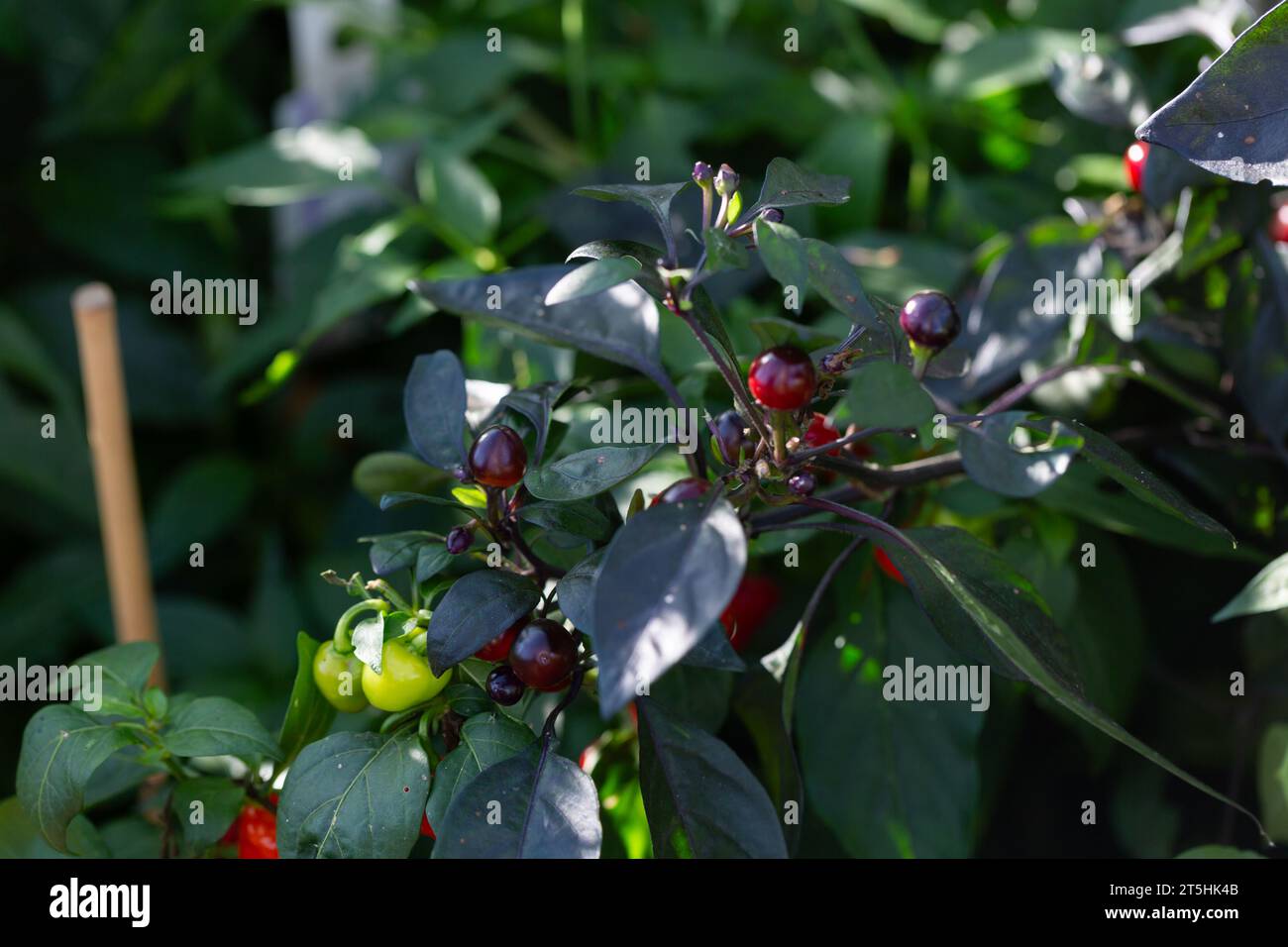 Black Pearl Chilli Pfefferpflanze, Capsicum annuum, Stockfoto