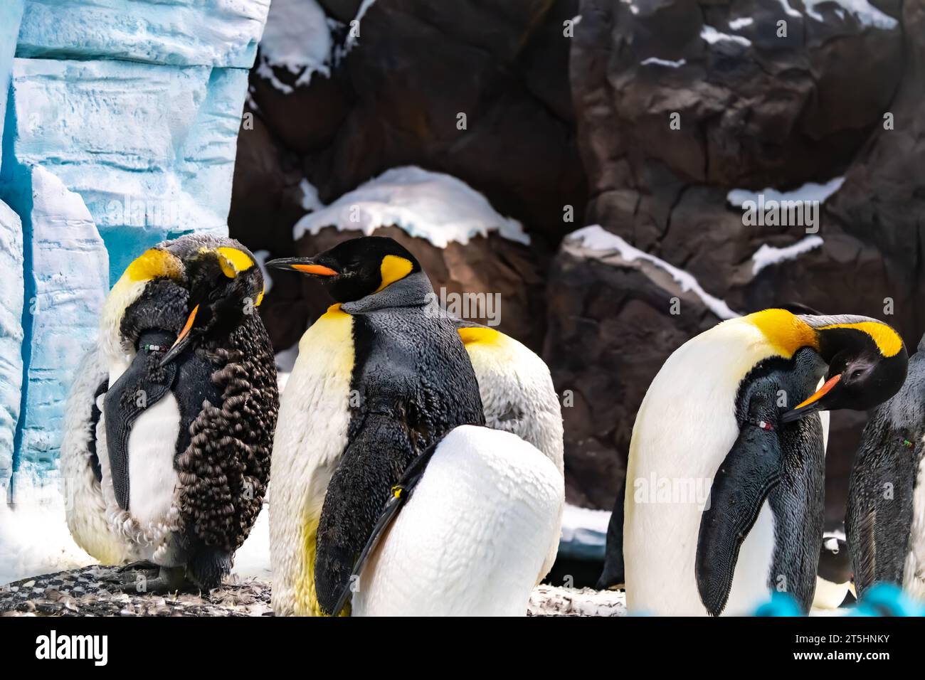 Kaiserpinguine Stockfoto