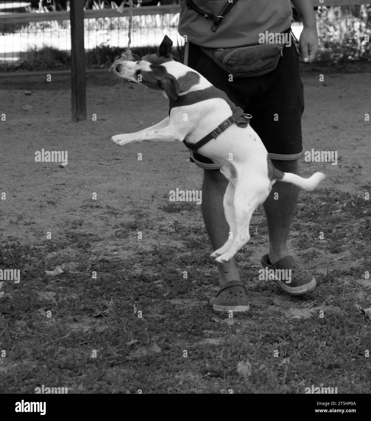 Porträt eines Jack Russell Terrier draußen. Glücklicher Jack Russell Hund, der im Park spielt. Niedlicher, wendiger aktiver Hund, der auf grünem Gras im Park läuft Stockfoto