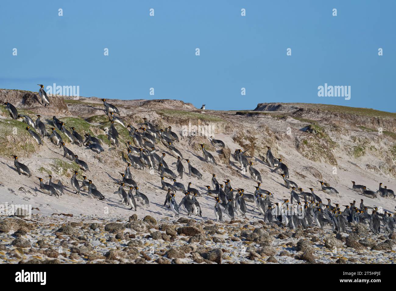 Eine große Gruppe von Königspinguinen (Aptenodytes patagonicus) flüchtet in Sicherheit als großer männlicher Südlicher Seelöwe (Otaria flavescens) Stockfoto