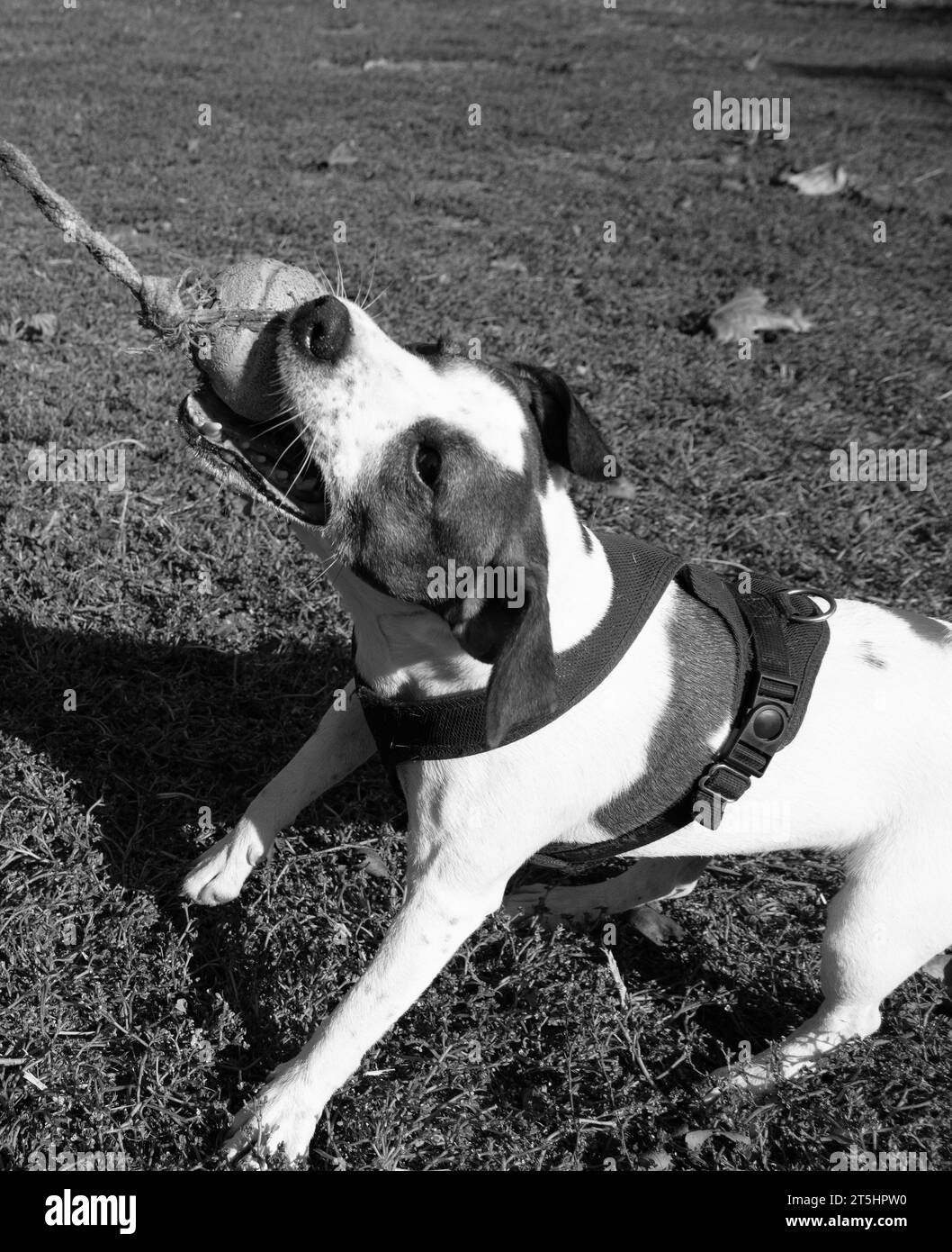 Porträt eines Jack Russell Terrier draußen. Glücklicher Jack Russell Hund, der im Park spielt. Niedlicher, wendiger aktiver Hund, der auf grünem Gras im Park läuft Stockfoto