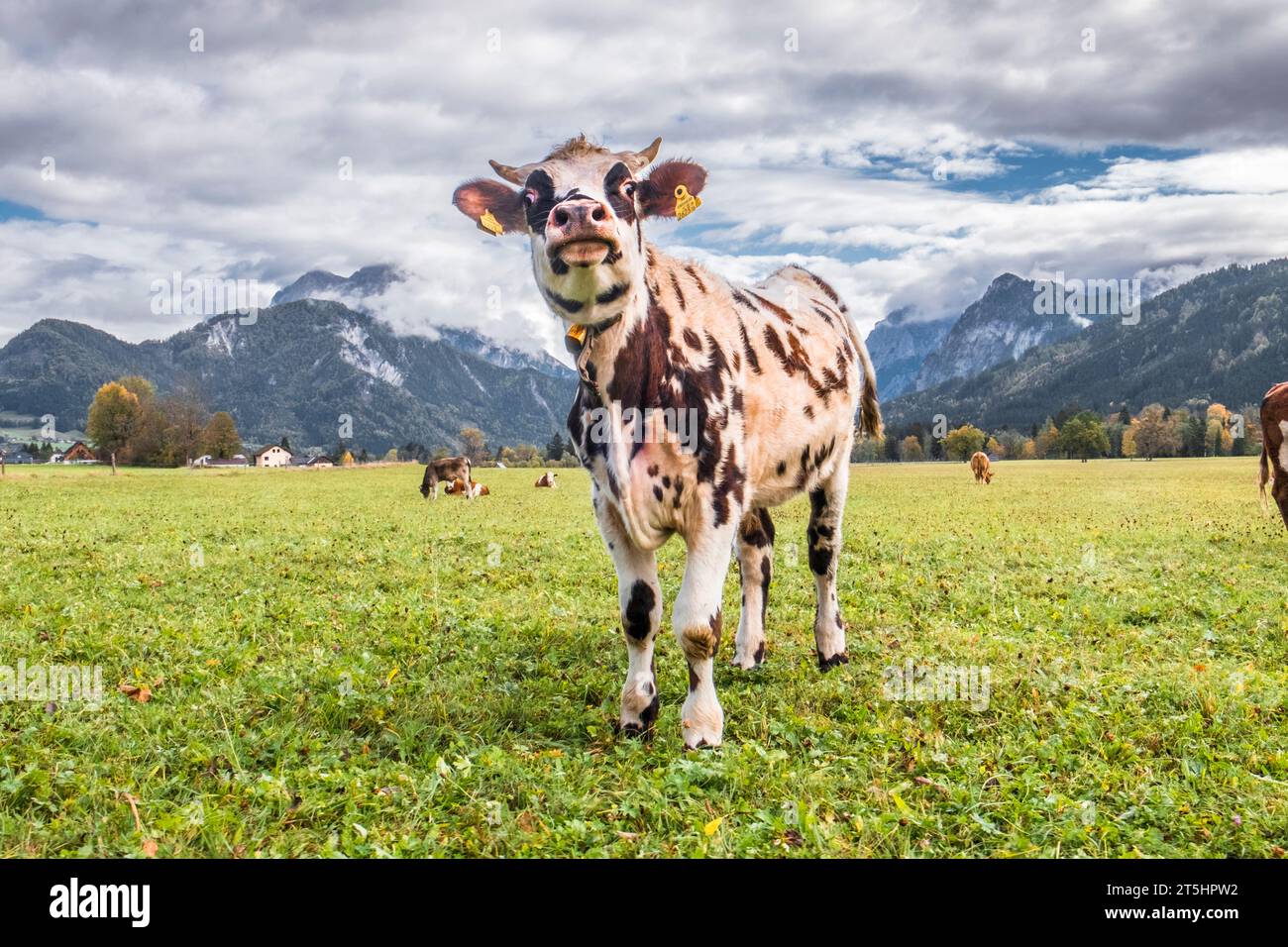 Kuh mit Kuhglocke am Anfang des Gesäuse Nationalparks. Admont, Steiermark, Österreich. Stockfoto