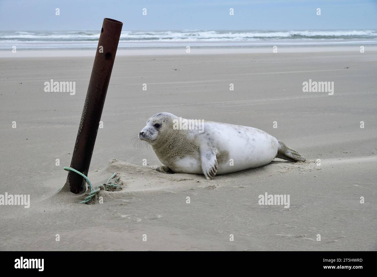 Weiße Babyrobbe am Strand im Winter 2016 auf der ostfriesischen Insel Juist, Deutschland Stockfoto