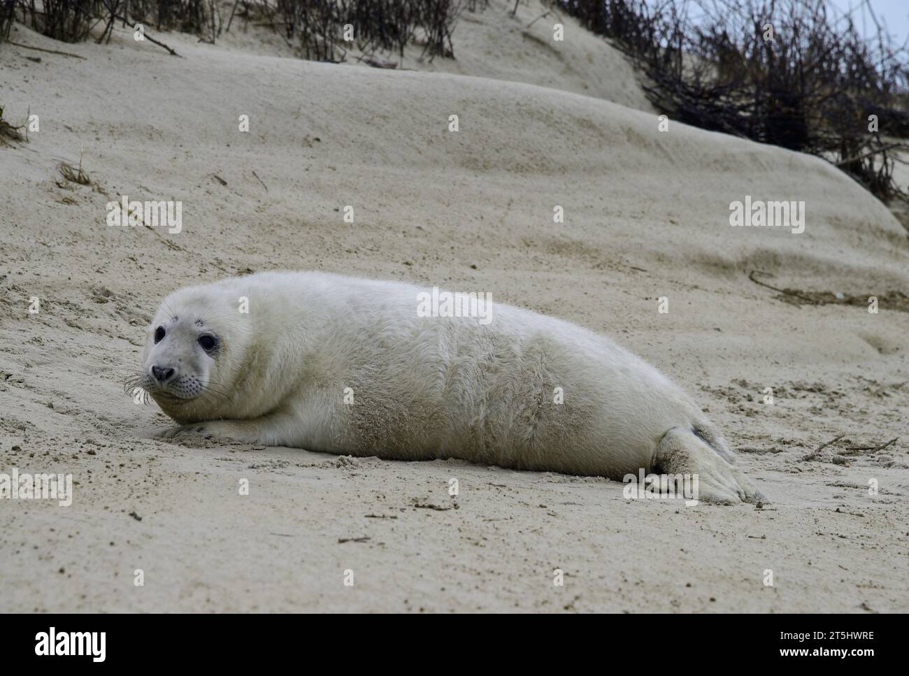 Weiße Babyrobbe am Strand im Winter 2016 auf der ostfriesischen Insel Juist, Deutschland Stockfoto