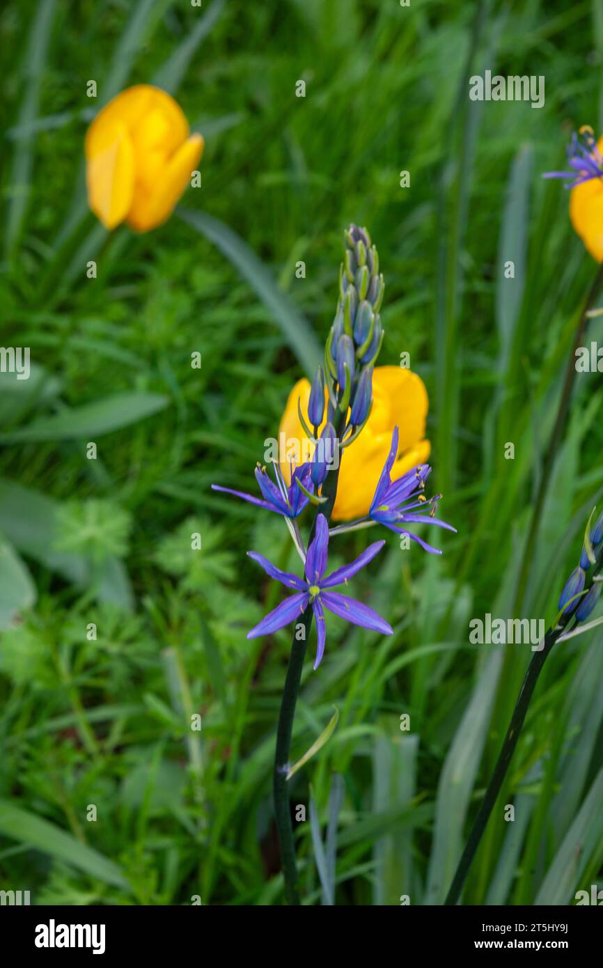 Camassia und gelbe Tulpe „Golden Apeldoorn“ in Arundel Castle Gardens, Arundel, West Sussex, Großbritannien Stockfoto