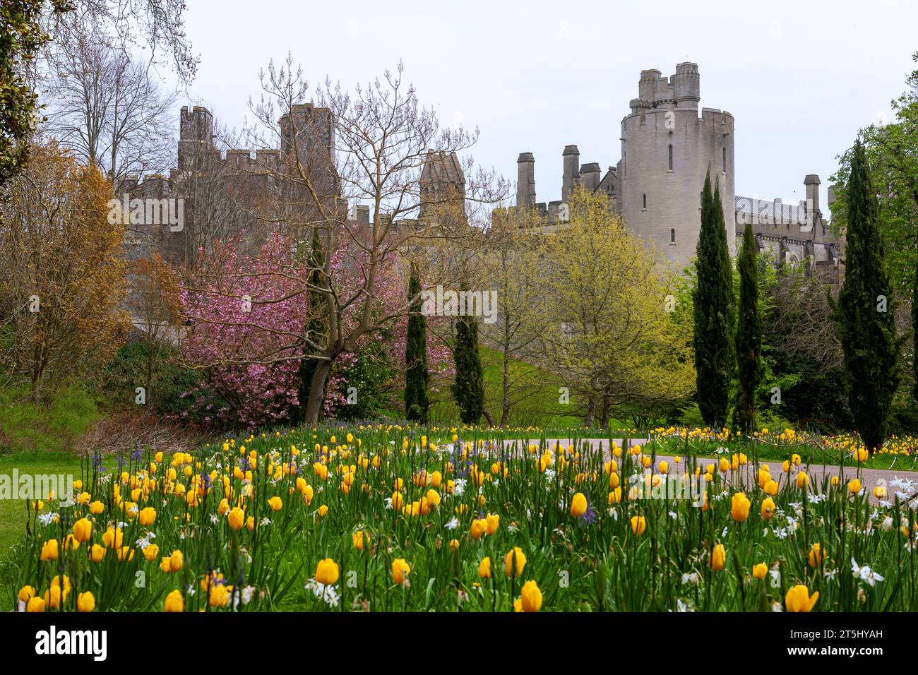 Türme auf der Südwesthöhe des Arundel Castle, mit Frühlingsblüte und Tulpen im Vordergrund: Arundel, West Sussex, Großbritannien Stockfoto