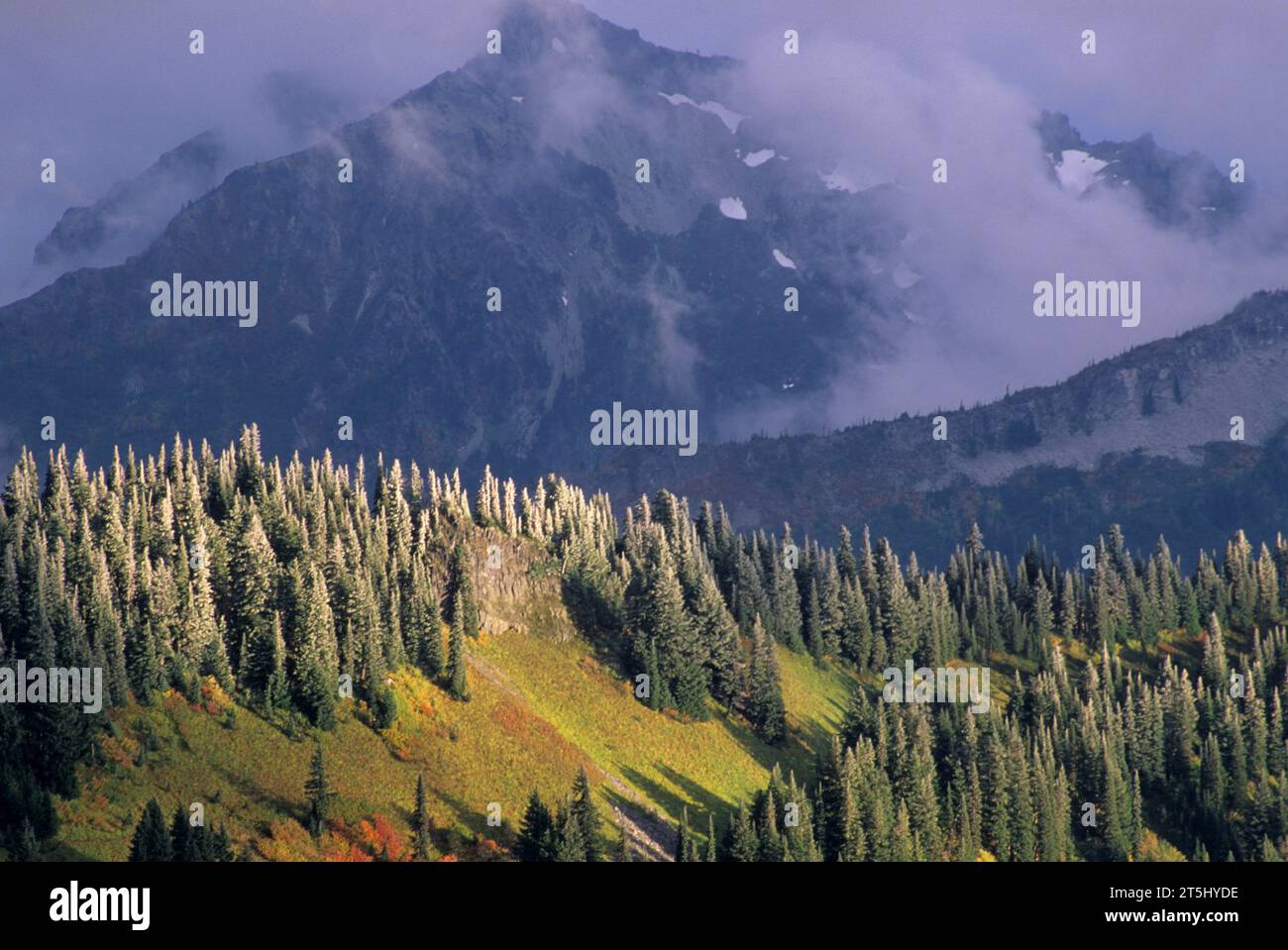 Neuschnee auf dem Bergrücken im Paradise, Mt. Rainier National Park, Washington Stockfoto