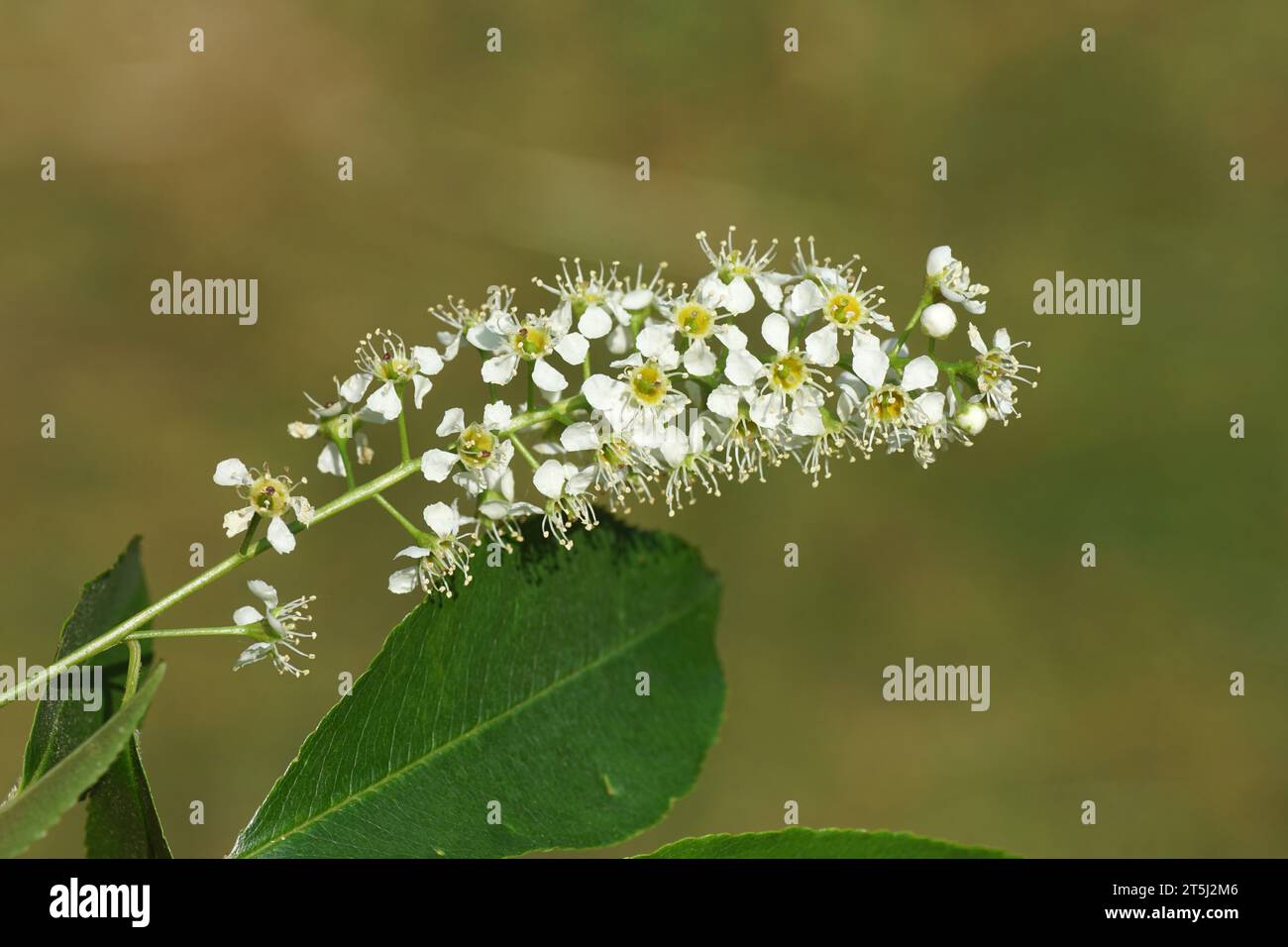 Schließen Sie weiße Blüten der schwarzen Kirsche (Prunus serotina). Familie Rosaceae. Juni, niederländischer Garten. Stockfoto