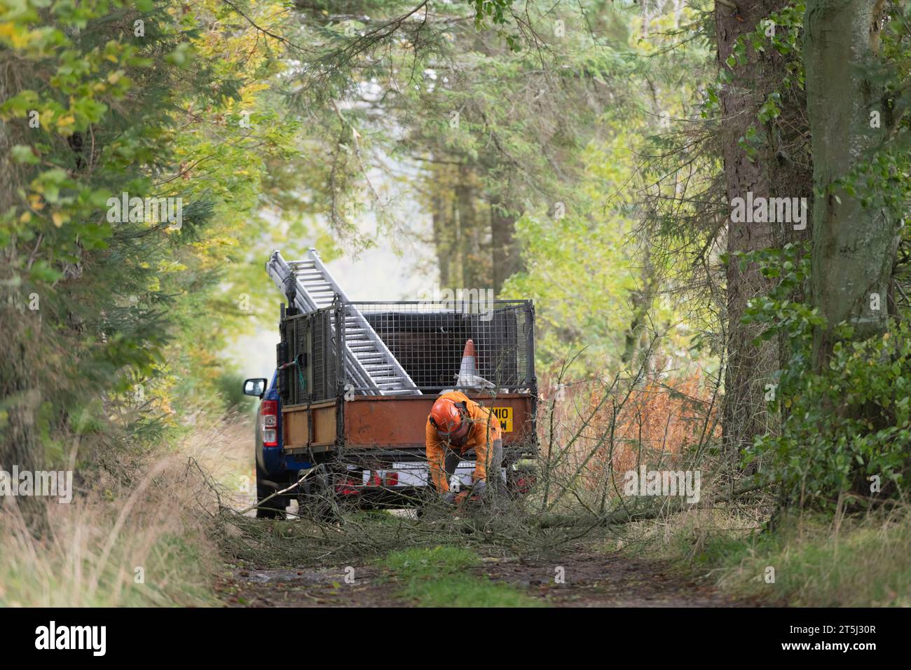 Ein Baumchirurg, der im Oktober 2023 nach Storm Babet einen gefällten Baum von einem baumgesäumten Pfad in Aberdeenshire abholte Stockfoto