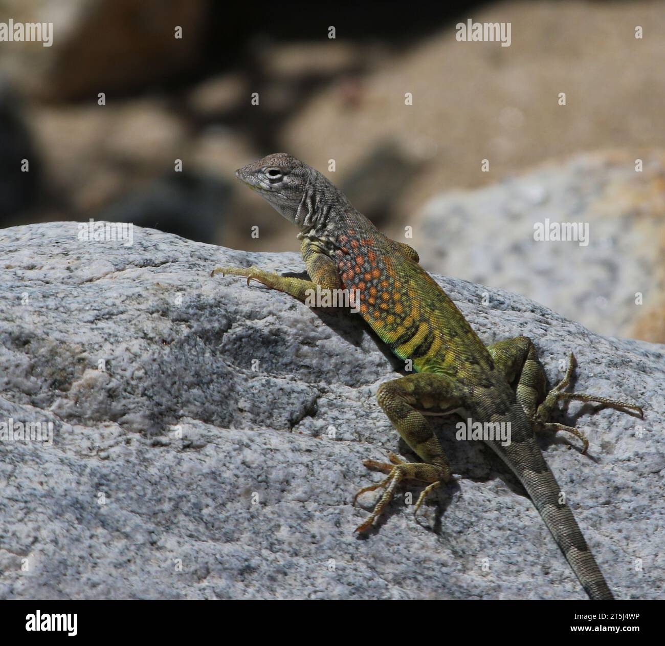 Eine größere Earless Lizard (Cophosaurus texanus) sitzt auf einem Felsen. Erschossen direkt außerhalb von Tucson, Arizona. Stockfoto