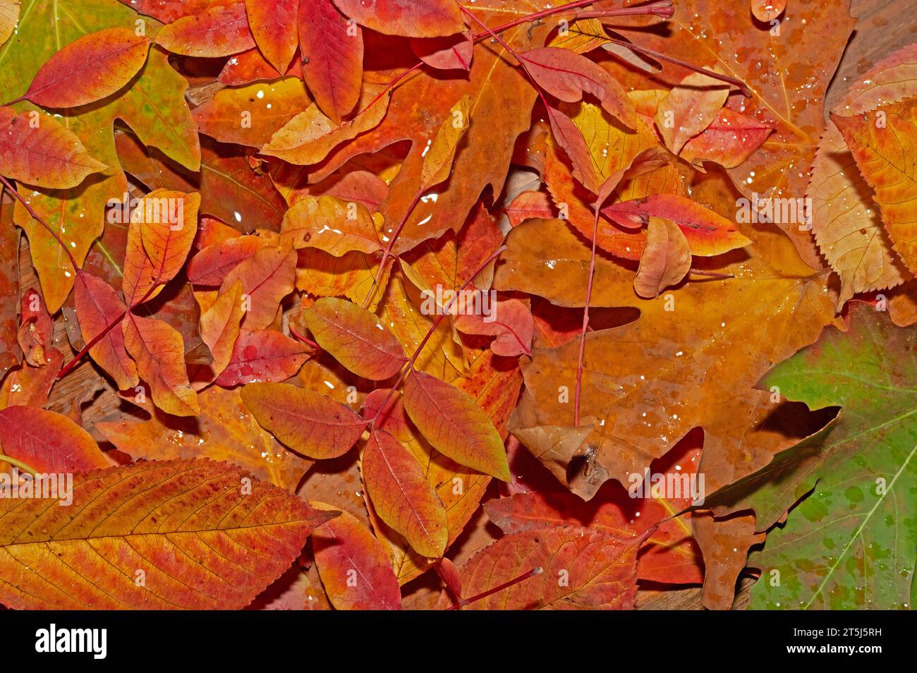 Feuchte gelbe und rote Herbstblätter fallen zu Boden. Stockfoto