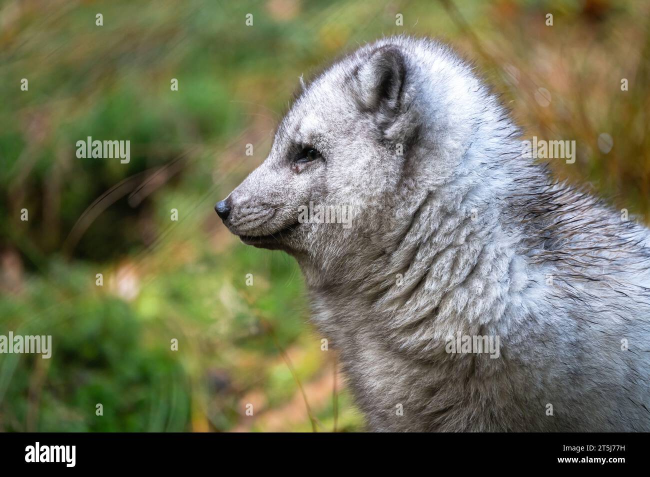 Polarfuchs (Vulpes lagopus), auch bekannt als Weißfuchs, Polarfuchs oder Schneepuchs, ist ein kleiner Fuchs, der zur Familie der Canidae gehört. Stockfoto Polarfuchs (Vulpes lagopus), auch bekannt als Weißfuchs, Polarfuchs oder Schneepuchs, ist ein kleiner Fuchs, der zur Familie der Canidae gehört. Stockfoto