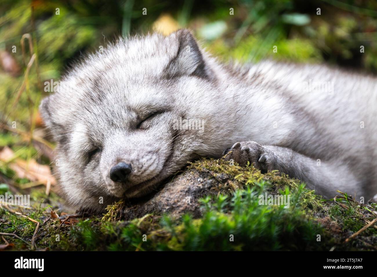 Polarfuchs (Vulpes lagopus), auch bekannt als Weißfuchs, Polarfuchs oder Schneepuchs, ist ein kleiner Fuchs, der zur Familie der Canidae gehört. Stockfoto Polarfuchs (Vulpes lagopus), auch bekannt als Weißfuchs, Polarfuchs oder Schneepuchs, ist ein kleiner Fuchs, der zur Familie der Canidae gehört. Stockfoto