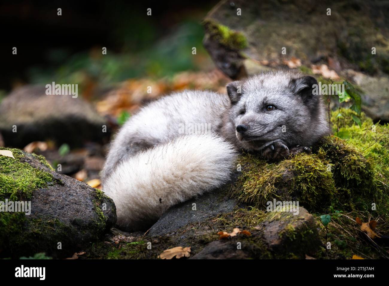 Polarfuchs (Vulpes lagopus), auch bekannt als Weißfuchs, Polarfuchs oder Schneepuchs, ist ein kleiner Fuchs, der zur Familie der Canidae gehört. Stockfoto Polarfuchs (Vulpes lagopus), auch bekannt als Weißfuchs, Polarfuchs oder Schneepuchs, ist ein kleiner Fuchs, der zur Familie der Canidae gehört. Stockfoto