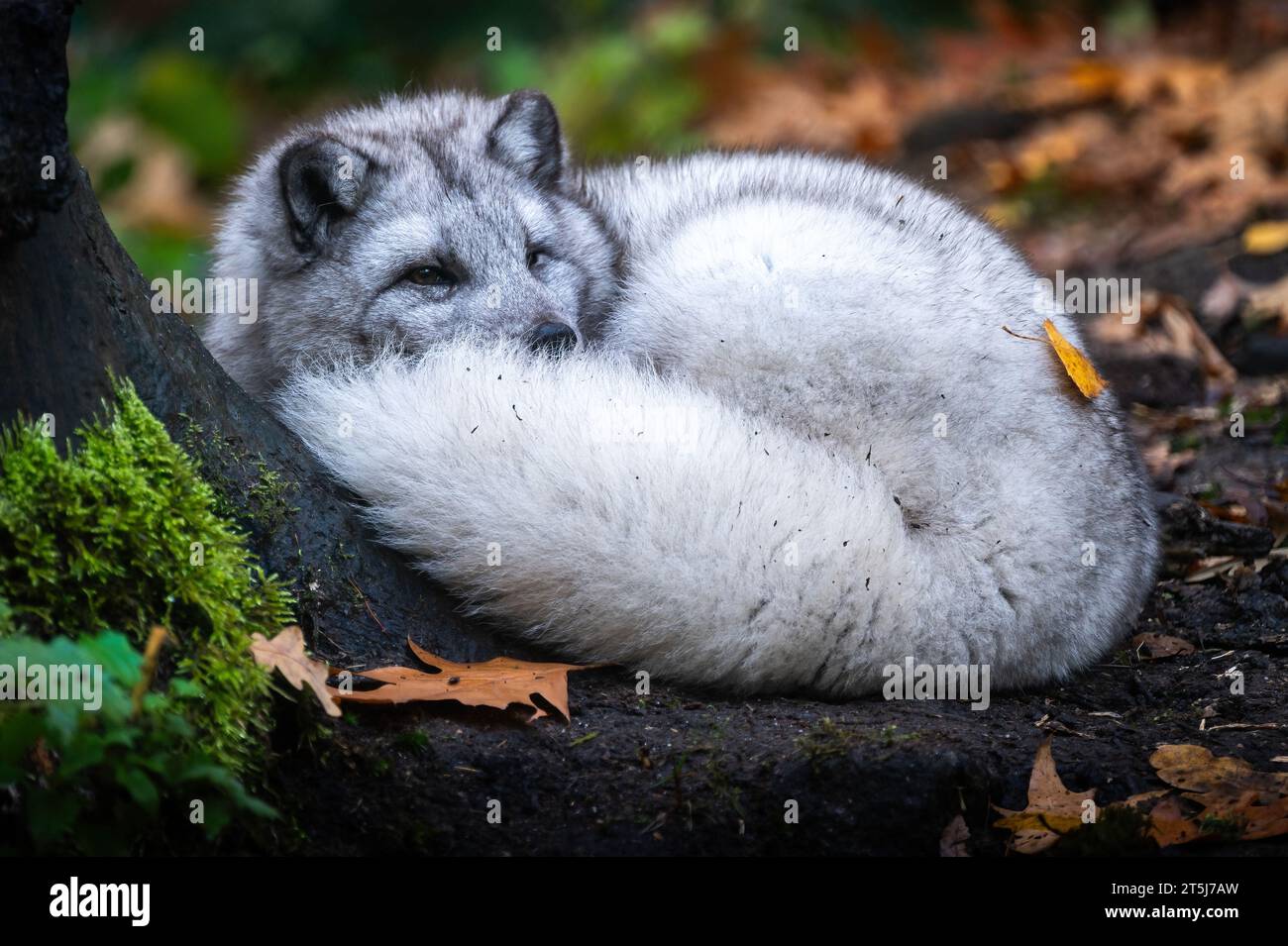 Polarfuchs (Vulpes lagopus), auch bekannt als Weißfuchs, Polarfuchs oder Schneepuchs, ist ein kleiner Fuchs, der zur Familie der Canidae gehört. Stockfoto Polarfuchs (Vulpes lagopus), auch bekannt als Weißfuchs, Polarfuchs oder Schneepuchs, ist ein kleiner Fuchs, der zur Familie der Canidae gehört. Stockfoto