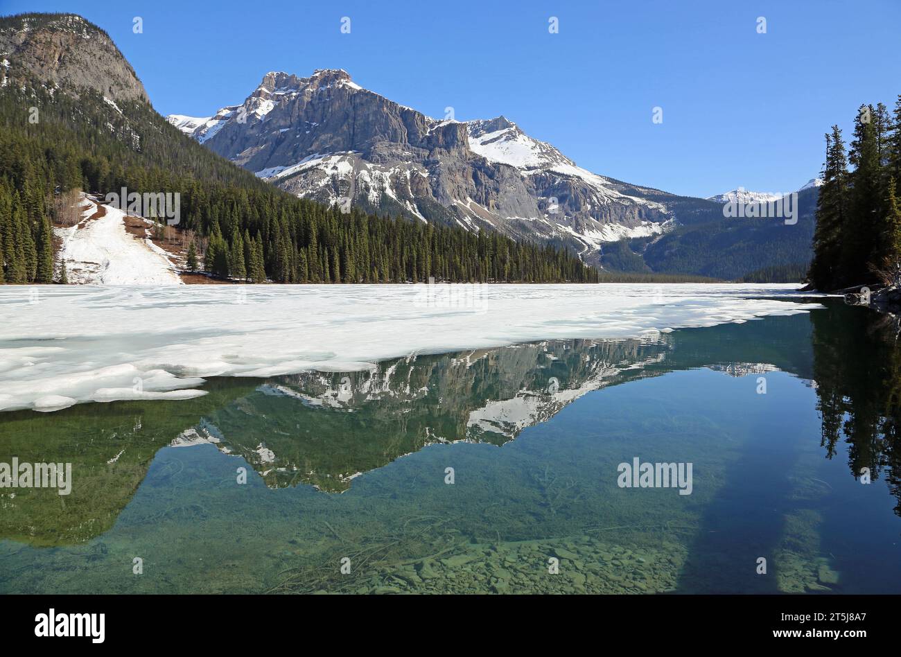 Michael Peak Reflection, Emerald Lake, Yoho NP, Kanada Stockfoto