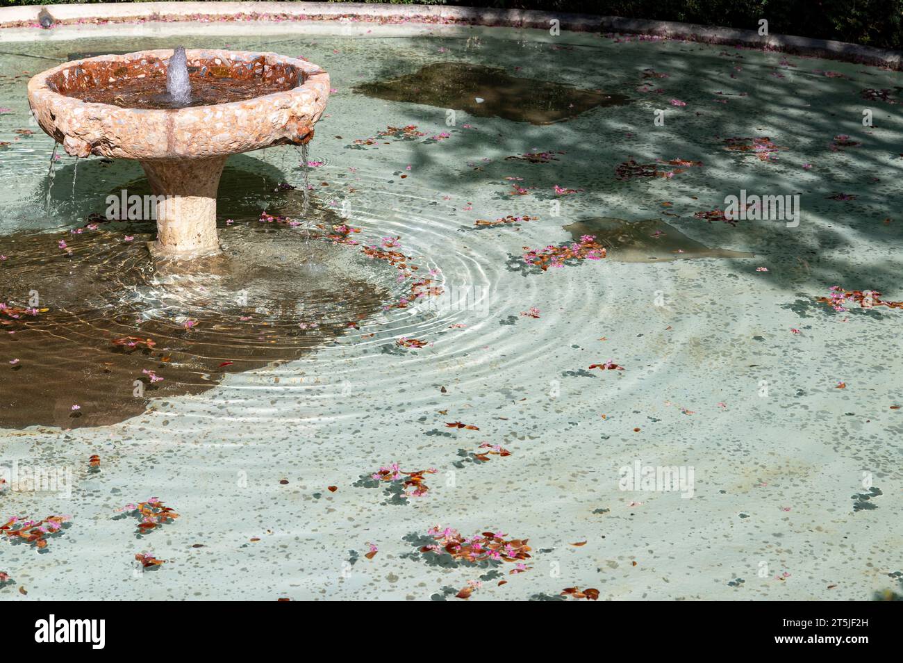 Steinbrunnen in einem Teich mit Blumen, die an einem sonnigen Herbsttag in kristallklarem Wasser schwimmen Stockfoto