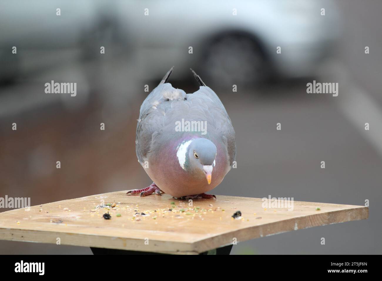 Armando Taubenfütterung Stockfoto