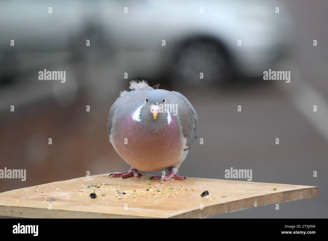 Armando Pigeon blickt geradeaus Stockfoto