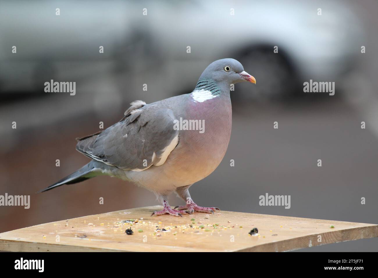 Armando Pigeon sieht nach rechts. Stockfoto