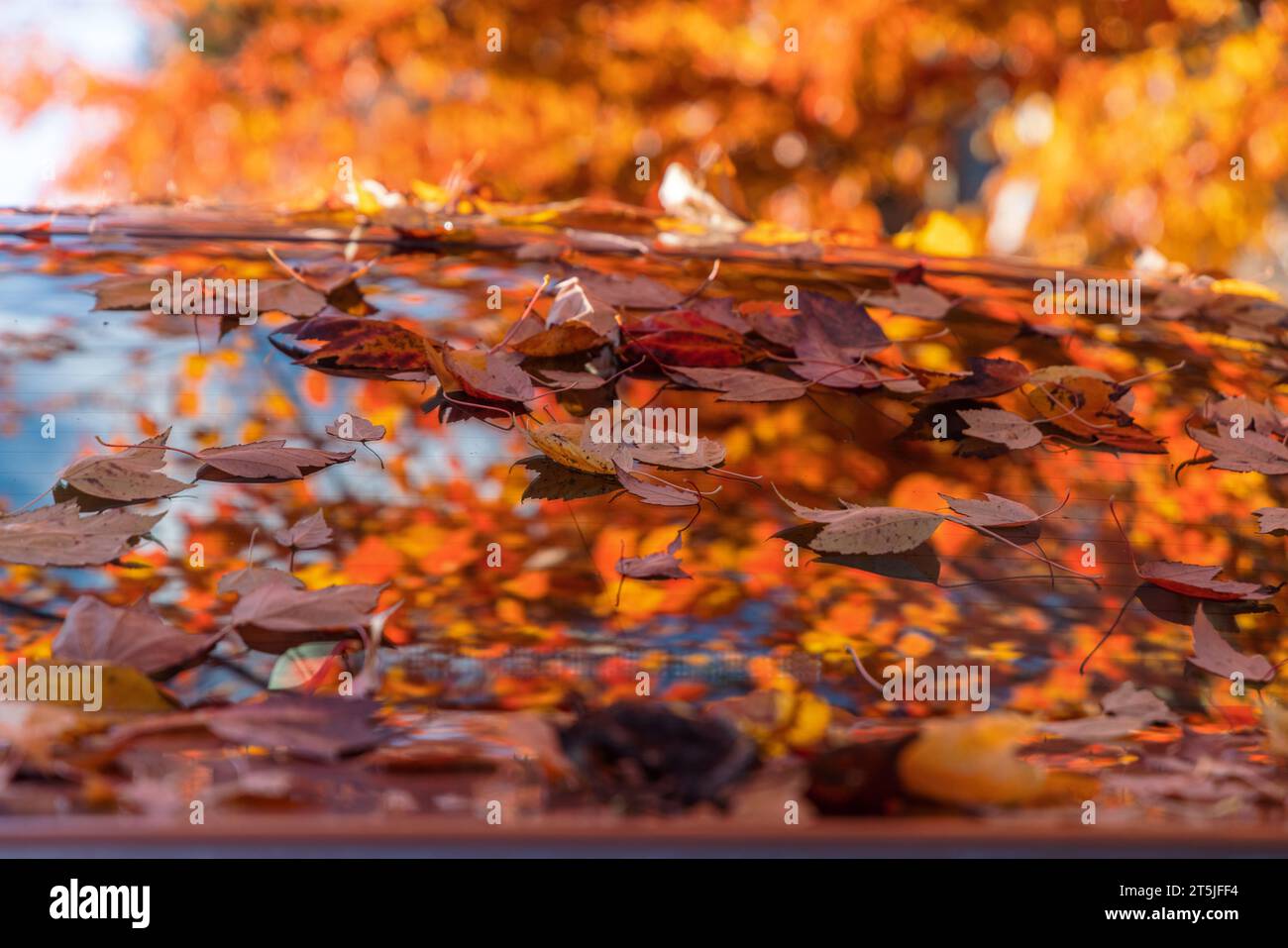 Gefallene Blätter auf einem Auto im Herbst in Vancouver, British Columbia, Kanada. Im Hintergrund steht ein Baum mit Herbstfarben. Stockfoto