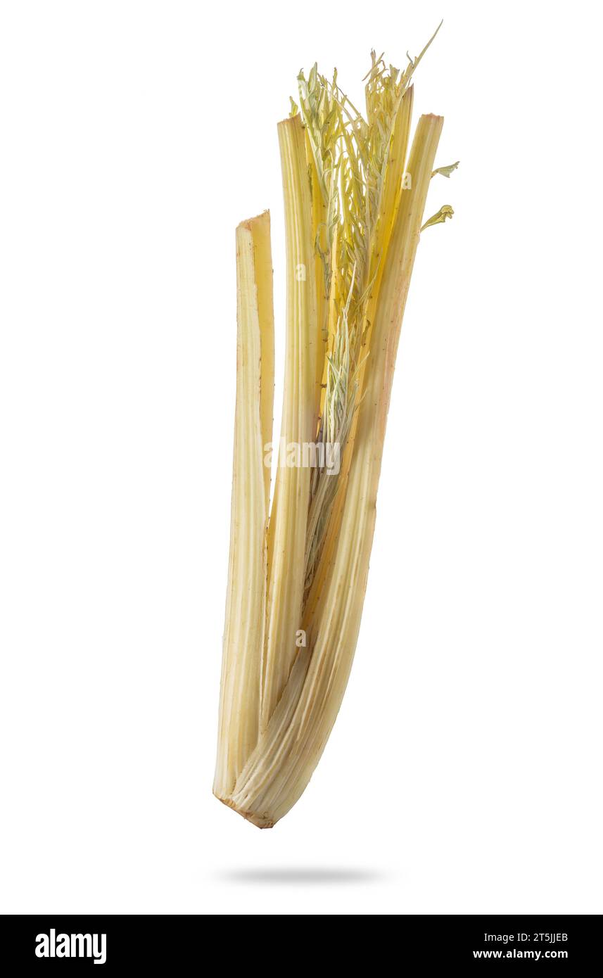 Buckeldistel ein typisches italienisches Gemüse aus dem Piemont, das für Bagna Cauda gewürzt wird, isoliert auf weiß, mit Schnittpfad im Preis inbegriffen Stockfoto