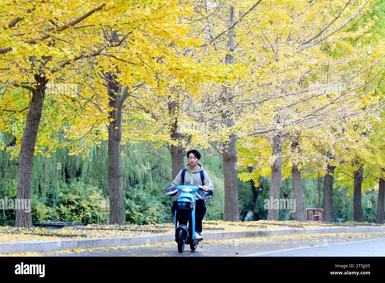 QINGDAO, CHINA - 4. NOVEMBER 2023 - Ein Student fährt auf der Ginkgo Avenue an der Shandong University of Science and Technology an der Westküste von Qingdao Stockfoto