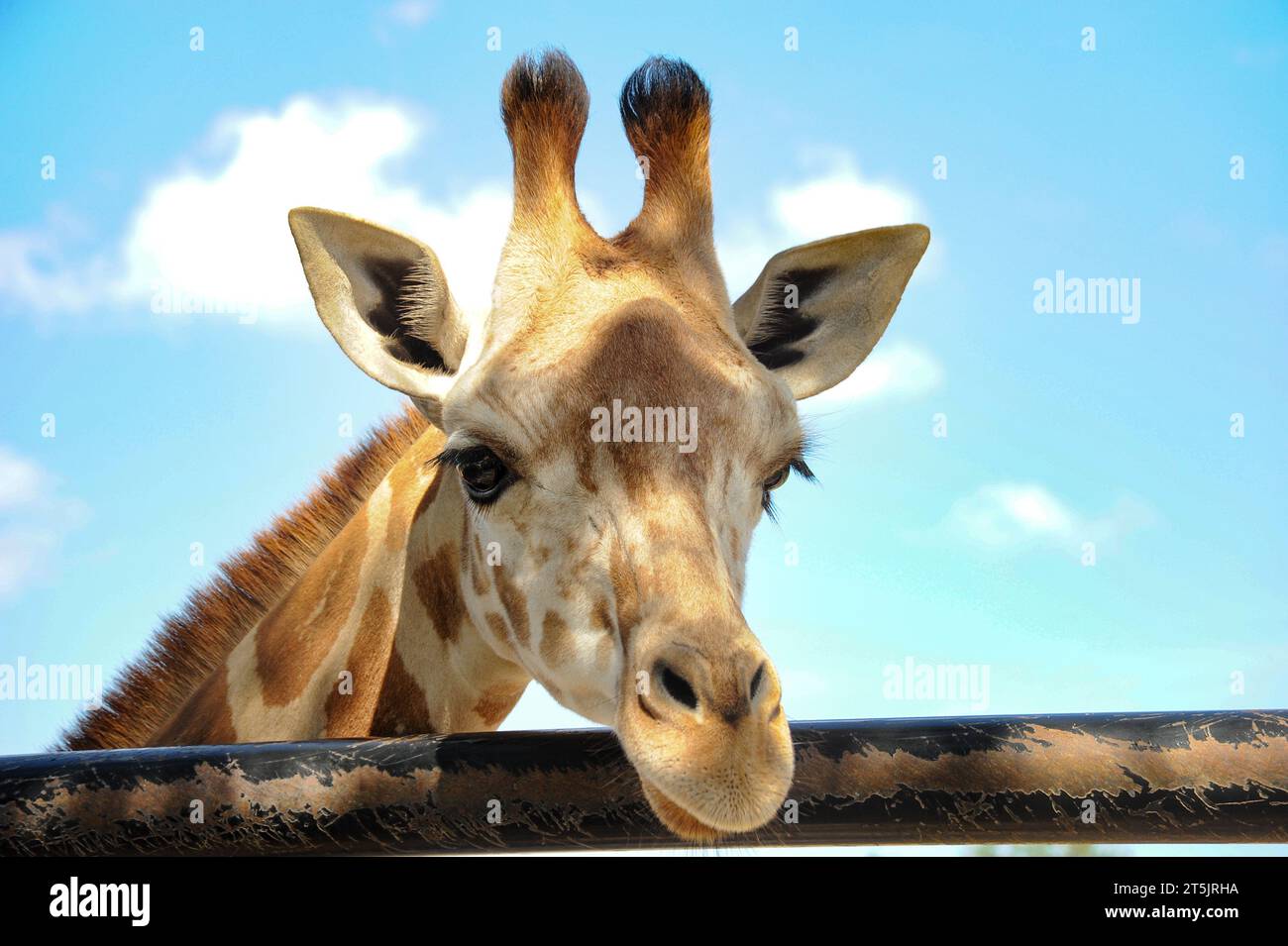 Der Kopf einer Giraffe lehnt sich elegant aus dem Käfig und zeigt eine unschuldige Neugier. Stockfoto