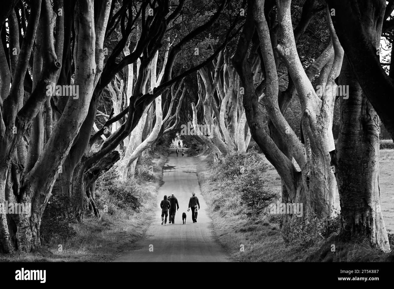 Blick auf Touristen, die durch die Dark Hedges Avenue of Trees in Nordirland wandern Stockfoto