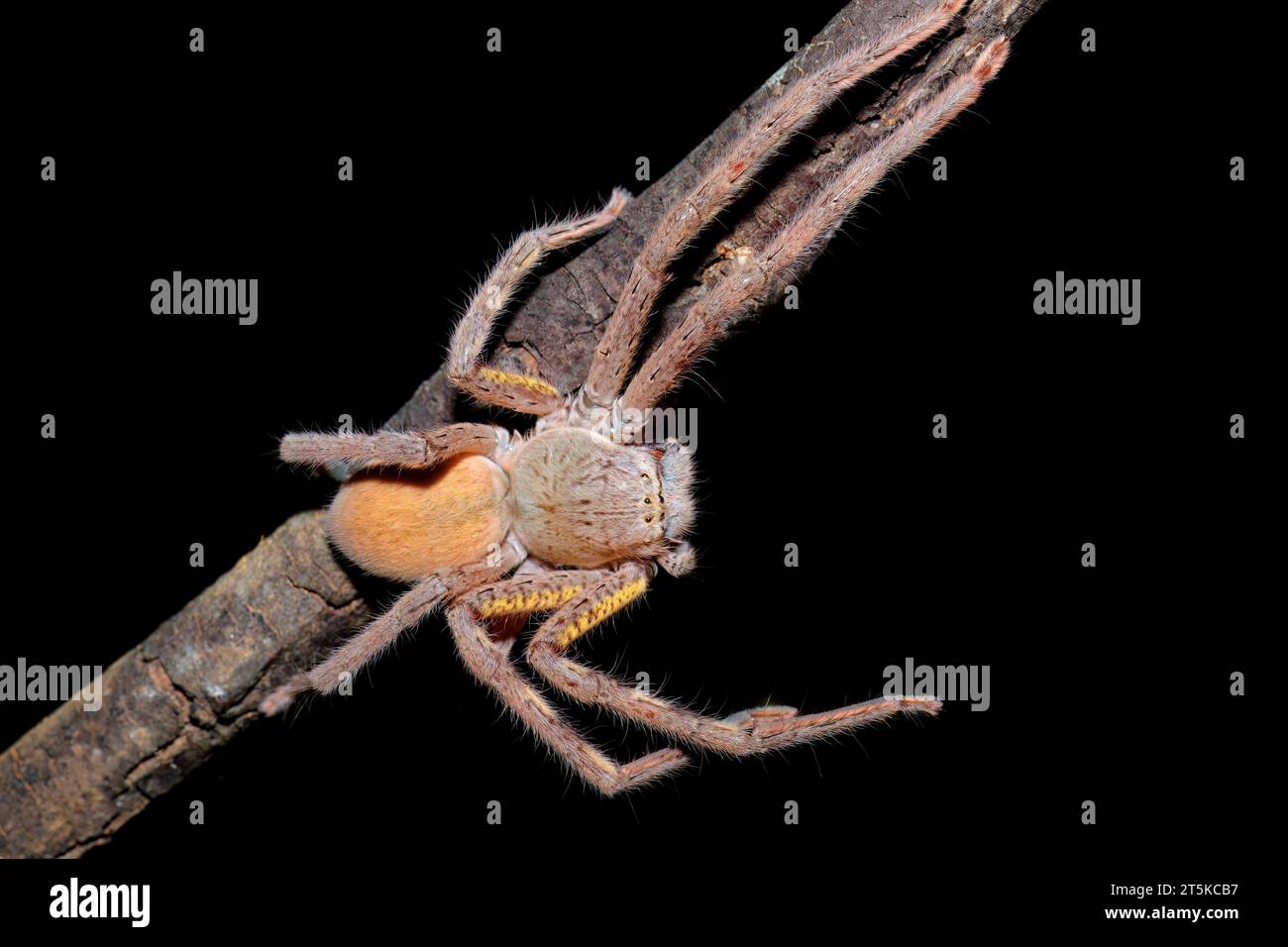 Nahaufnahme einer haarigen australischen Spinne auf schwarzem Hintergrund Stockfoto