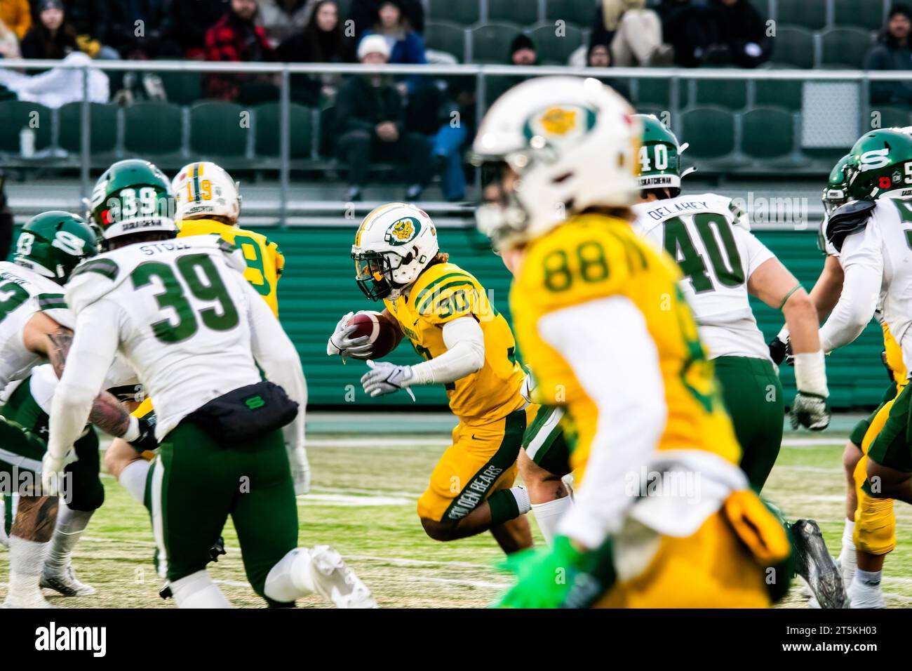 Edmonton, Kanada. November 2023. (30) Matthew Peterson von der University of Alberta Golden Bears spielt den Ball im Canwest Halbfinale gegen die University of Saskatchewan Huskies. University of Alberta Golden Bears 40:17 University of Saskatchewan Huskies Credit: SOPA Images Limited/Alamy Live News Stockfoto