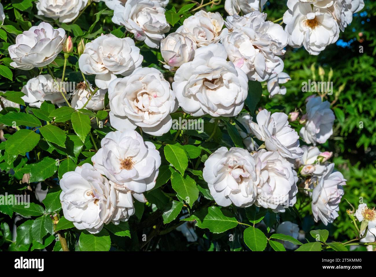Weiße Eisbergrosen Blüten. Clifton Hill, Victoria, Australien Stockfoto