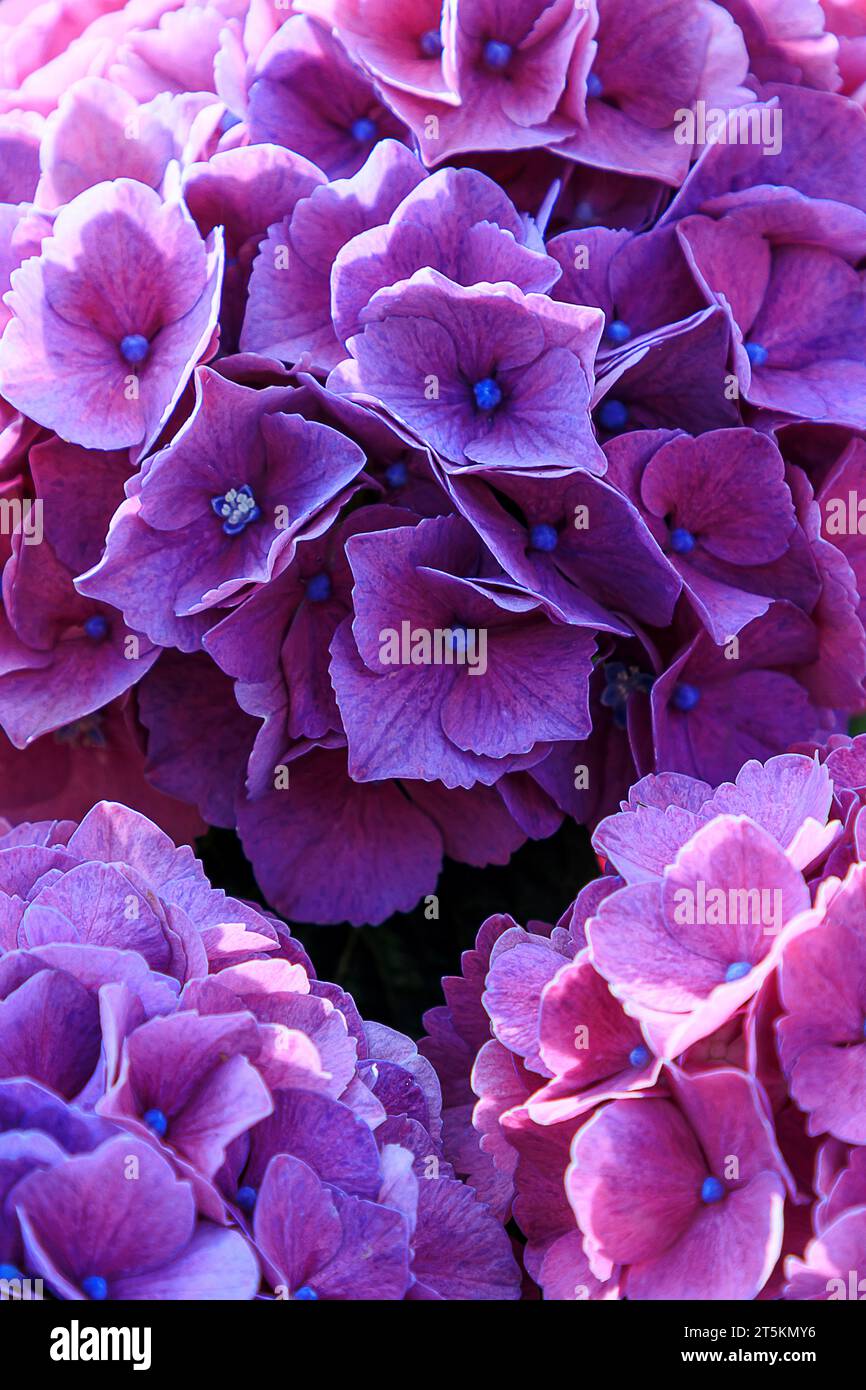 Schöne violette und rosa Hortensie oder hortensia Blume aus nächster Nähe. Blühende Hortensie Macrophylla-Büsche. Künstlerischer natürlicher Hintergrund. Blüte in Blüte Stockfoto