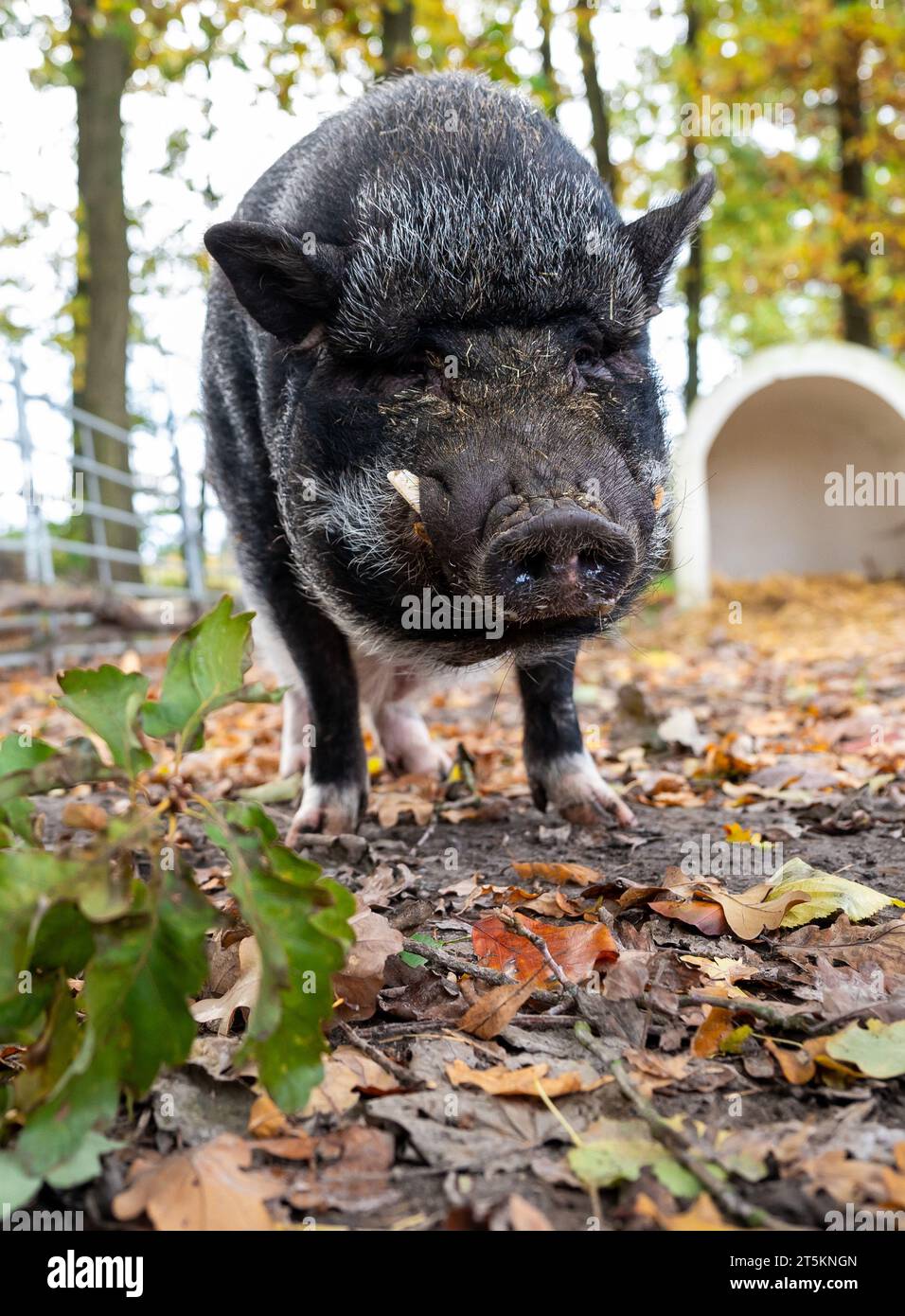 Ebstorf, Deutschland. November 2023. Ein Miniaturschwein lebt auf der Farm. Minischweine werden oft an Sabine Bracker auf dem Bauernhof bei Ebstorf im Landkreis Uelzen übergeben. (An dpa 'Mini Schweine als Haustiere - Experten warnen vor Trend') Credit: Philipp Schulze/dpa/Alamy Live News Stockfoto