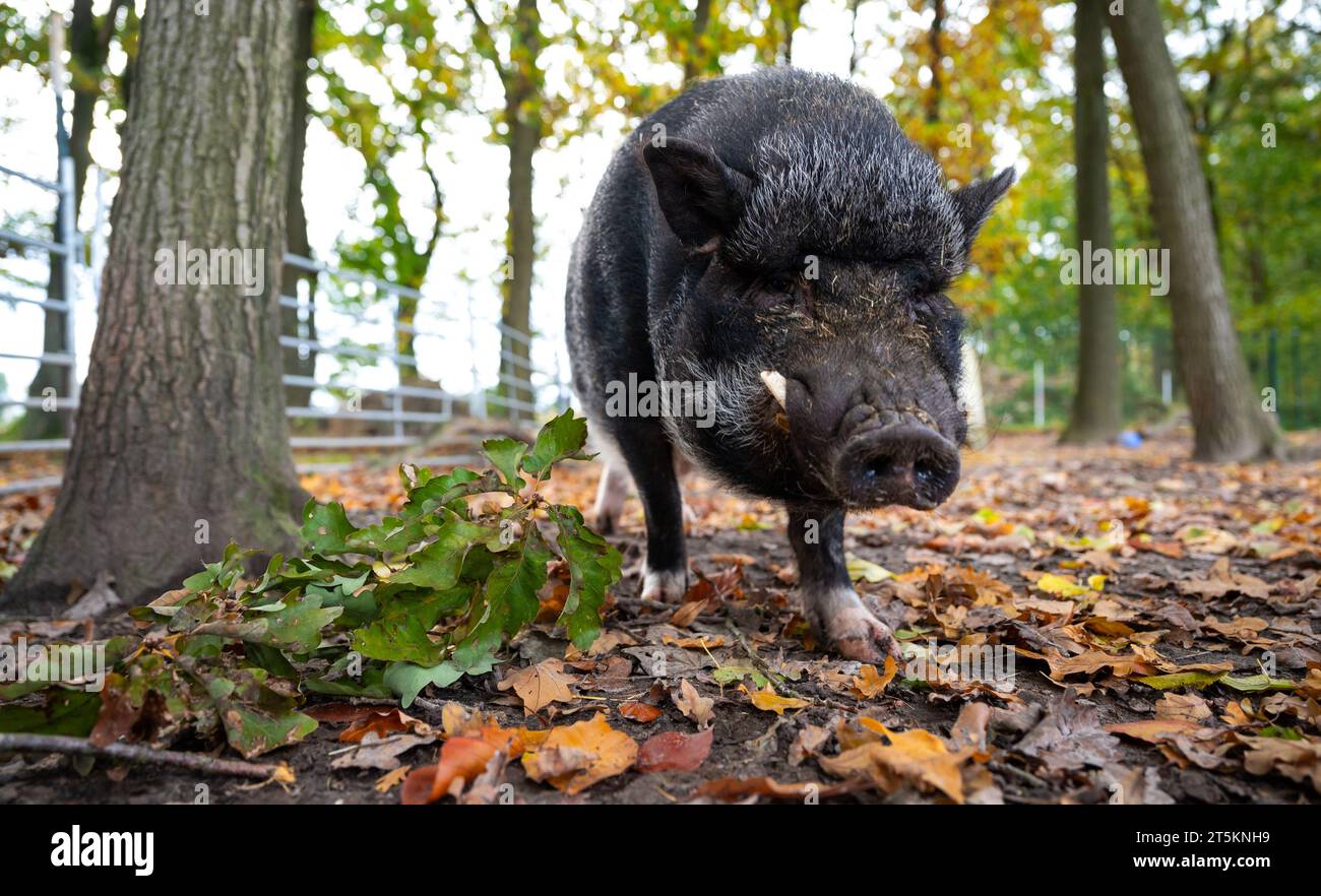 Ebstorf, Deutschland. November 2023. Ein Miniaturschwein lebt auf der Farm. Minischweine werden oft an Sabine Bracker auf dem Bauernhof bei Ebstorf im Landkreis Uelzen übergeben. (An dpa 'Mini Schweine als Haustiere - Experten warnen vor Trend') Credit: Philipp Schulze/dpa/Alamy Live News Stockfoto