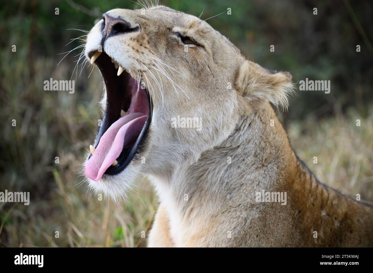 Löwin im Ngorongoro-Krater Stockfoto