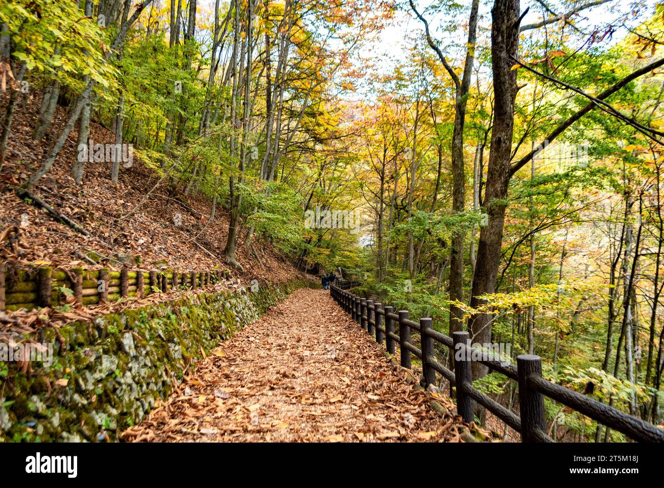 Entdecken Sie die beschauliche Schönheit des Hinohara Tokyo Citizen's Forest: Japans natürliche Oase für urbanen Urlaub und atemberaubende Landschaft. Stockfoto