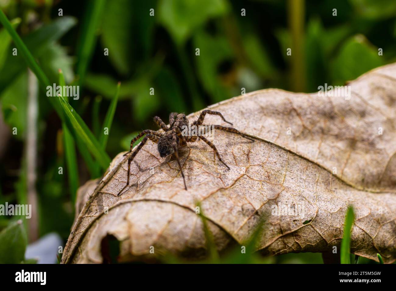 Eine Nahaufnahme einer Pardosa Milvina Spinne auf einem Blatt im Garten. Stockfoto