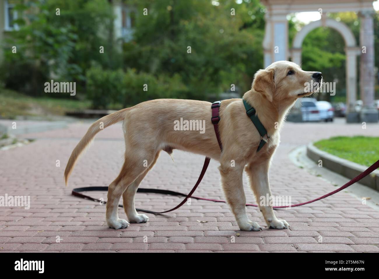 Niedliches Labrador Retriever Hündchen an der Leine im Park Stockfoto