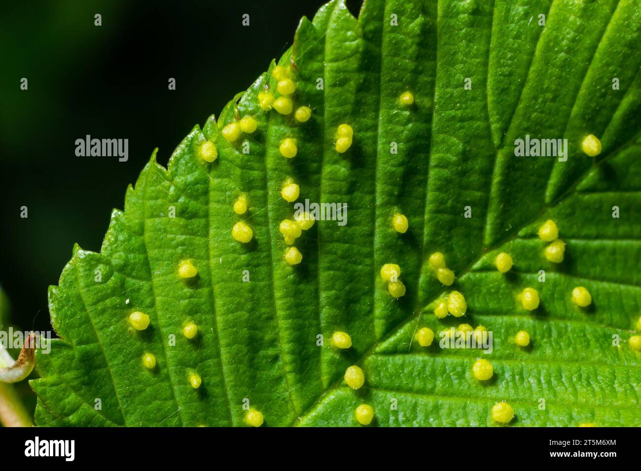 Blätter mit Gallmilbe Eriophyes tiliae. Eine Nahaufnahme eines Blattes, das von Gallen von Eriophyes tiliae befallen ist. Hochwertige Fotos Stockfoto