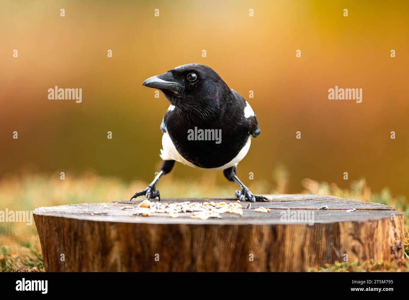 Eine europäische Elster in freier Wildbahn Stockfoto