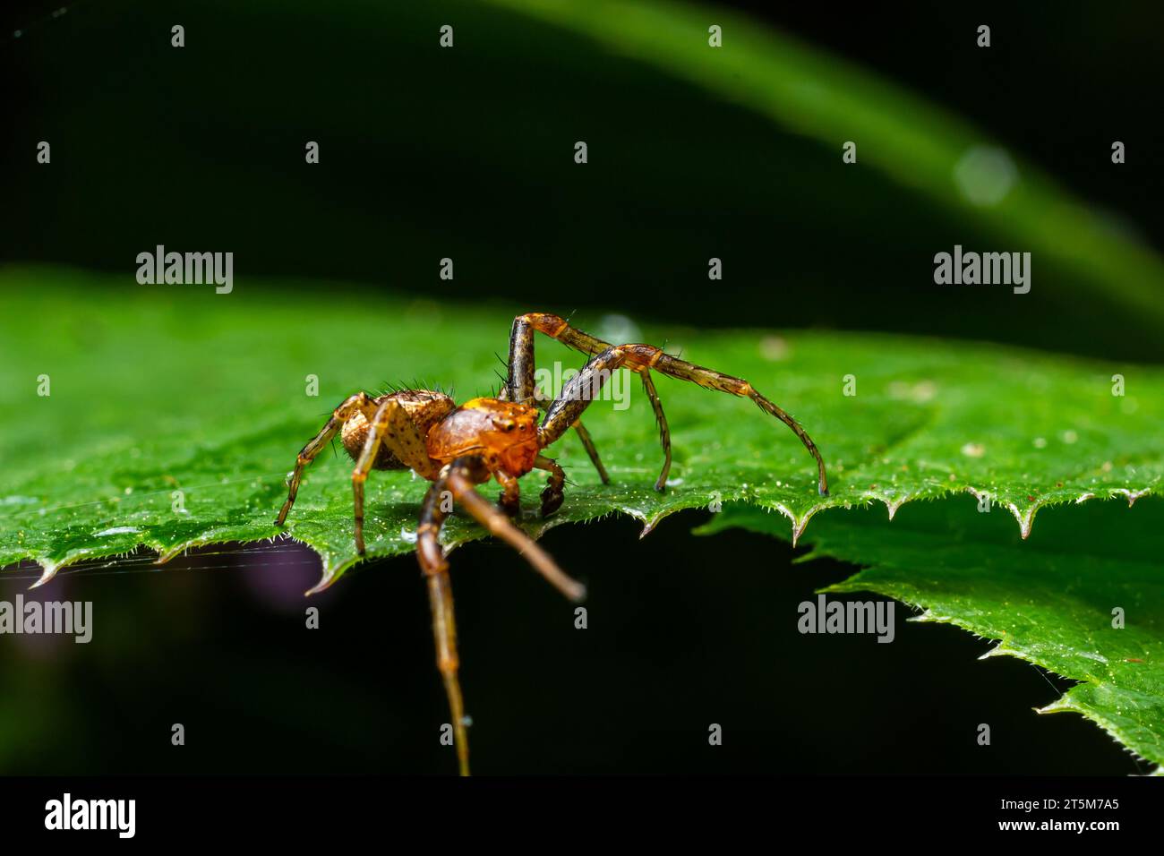 Die Xysticus-Spinne ist auf einem grünen Blatt. Natürliche Umgebung, sonniger Sommertag. Stockfoto