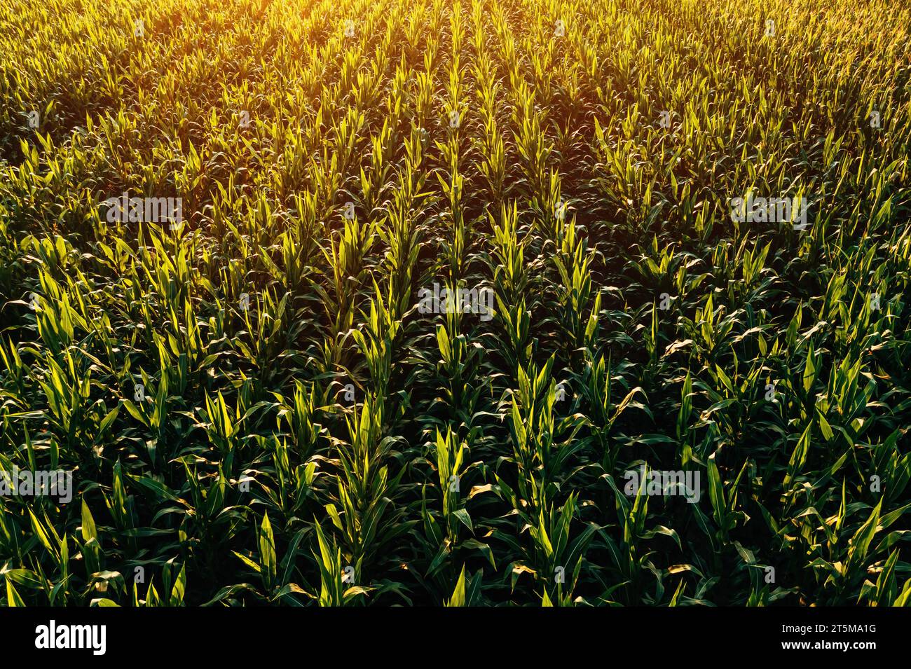 Drohnen-pov-Luftaufnahme des grünen Maisfeldes bei Sonnenuntergang im Sommer, Hochwinkelansicht Stockfoto