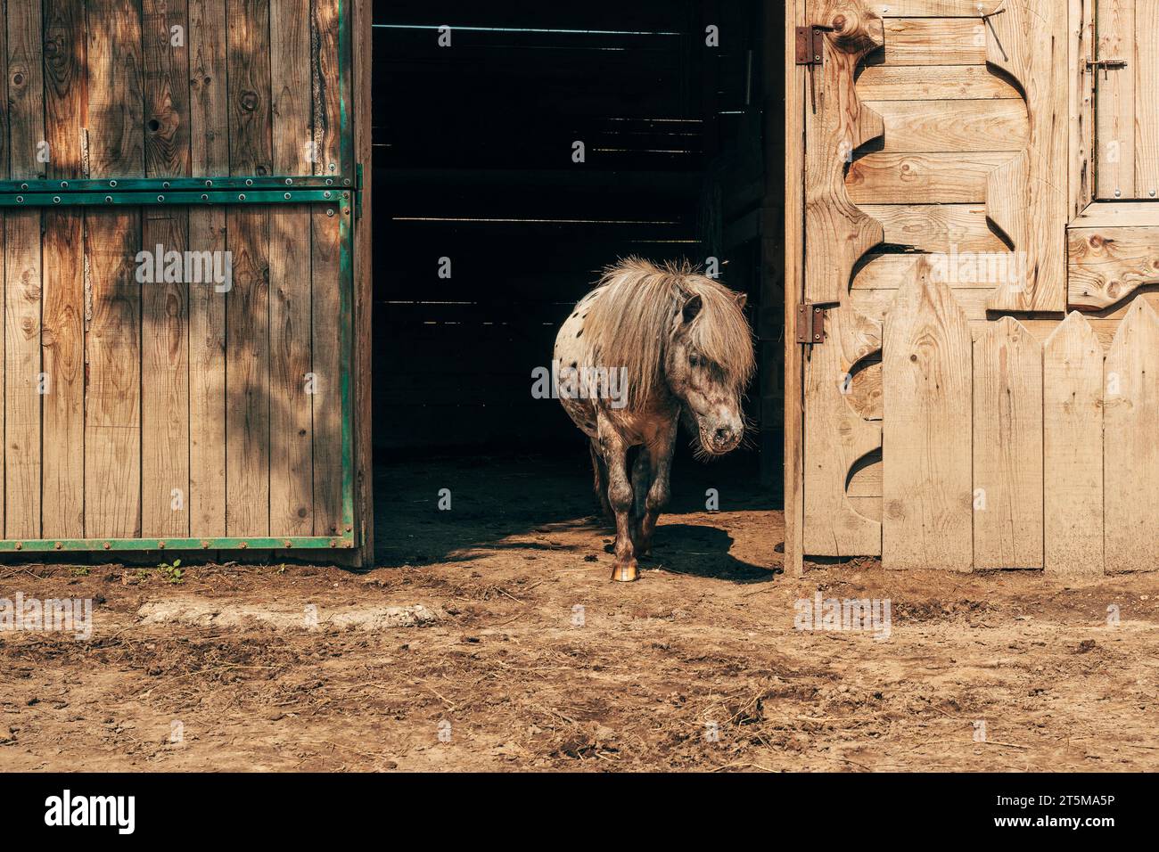 Süßes kleines gepunktetes shetland-Ponypferd mit langen Haaren an der Stalltür, selektiver Fokus Stockfoto