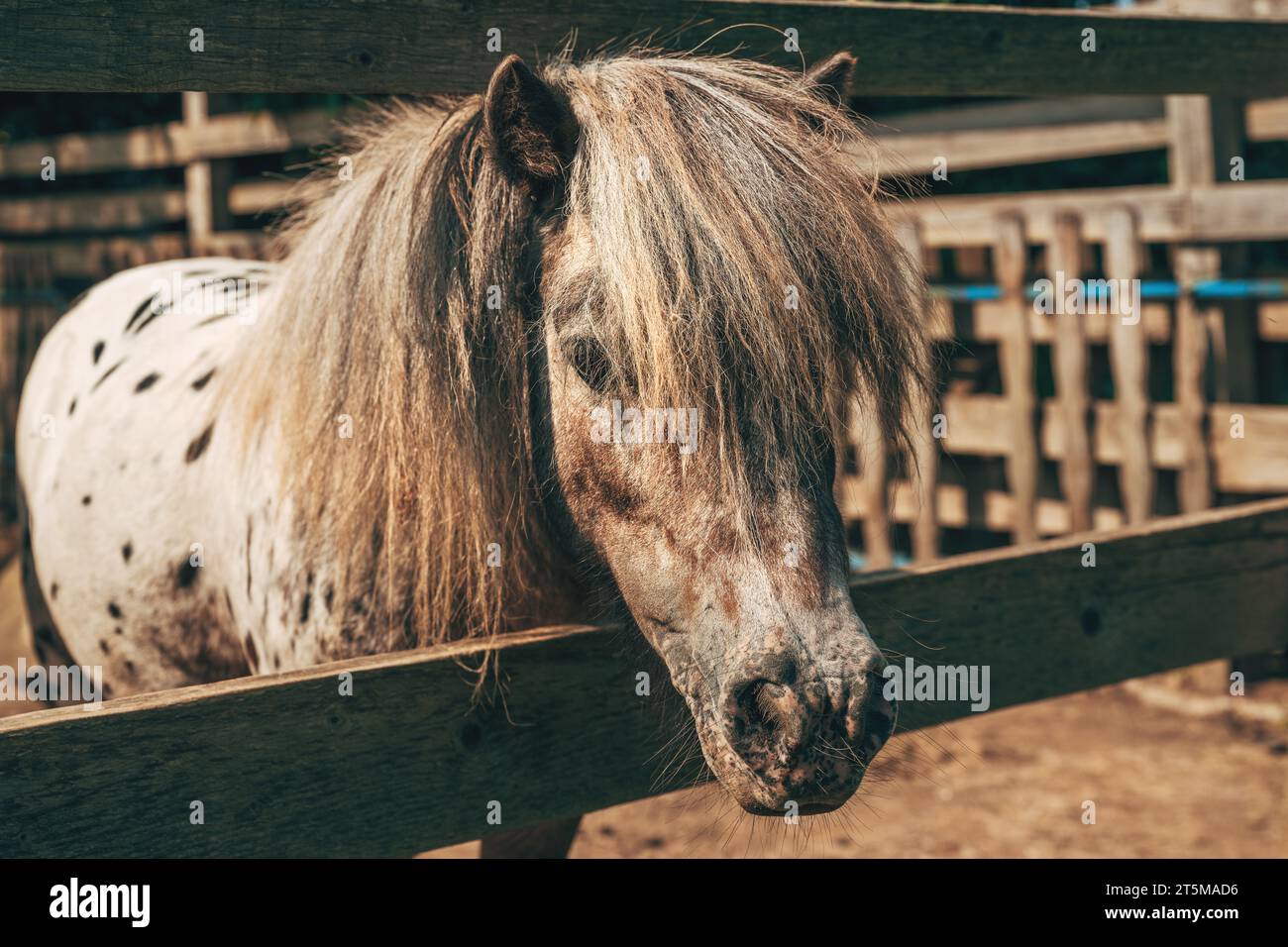 Niedliches geflecktes shetland-Ponypferd, das seinen Kopf aus dem Fahrerlager hält, selektiver Fokus Stockfoto