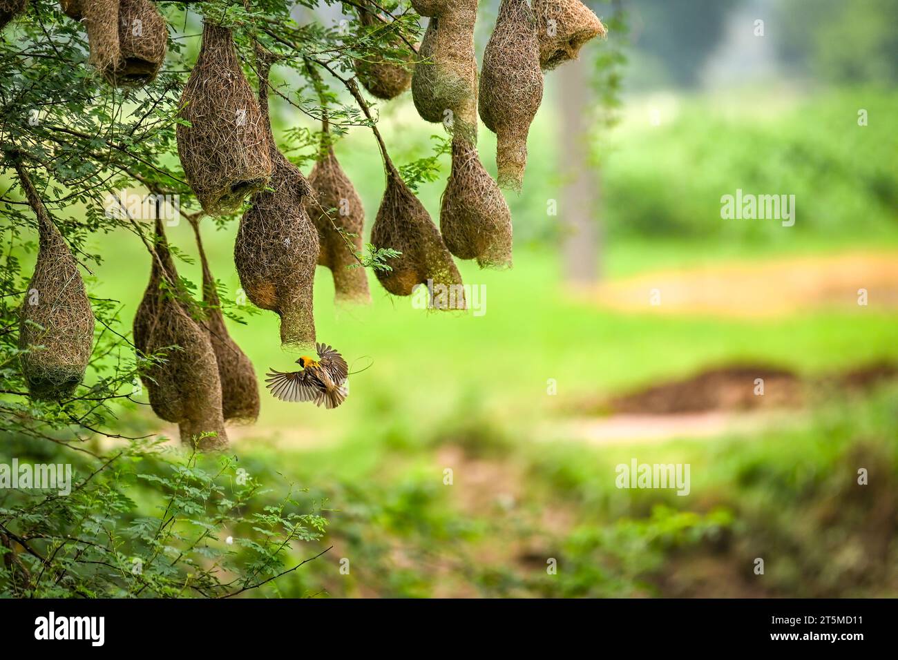 Die Nester sind sehr einzigartig CHANDIGARH, INDIEN ERSTAUNLICHE BILDER eines Baya Weaver, der Stroh bringt, um ihre einzigartig aussehenden Nester zu bauen, wurden aufgenommen. Im Stockfoto