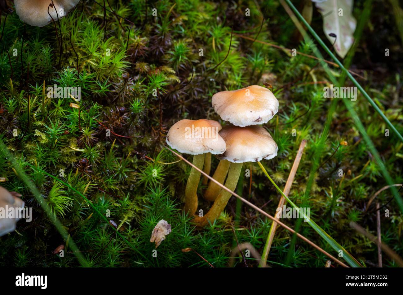 Pilze und Pilze aus dem New Forest, England Stockfoto