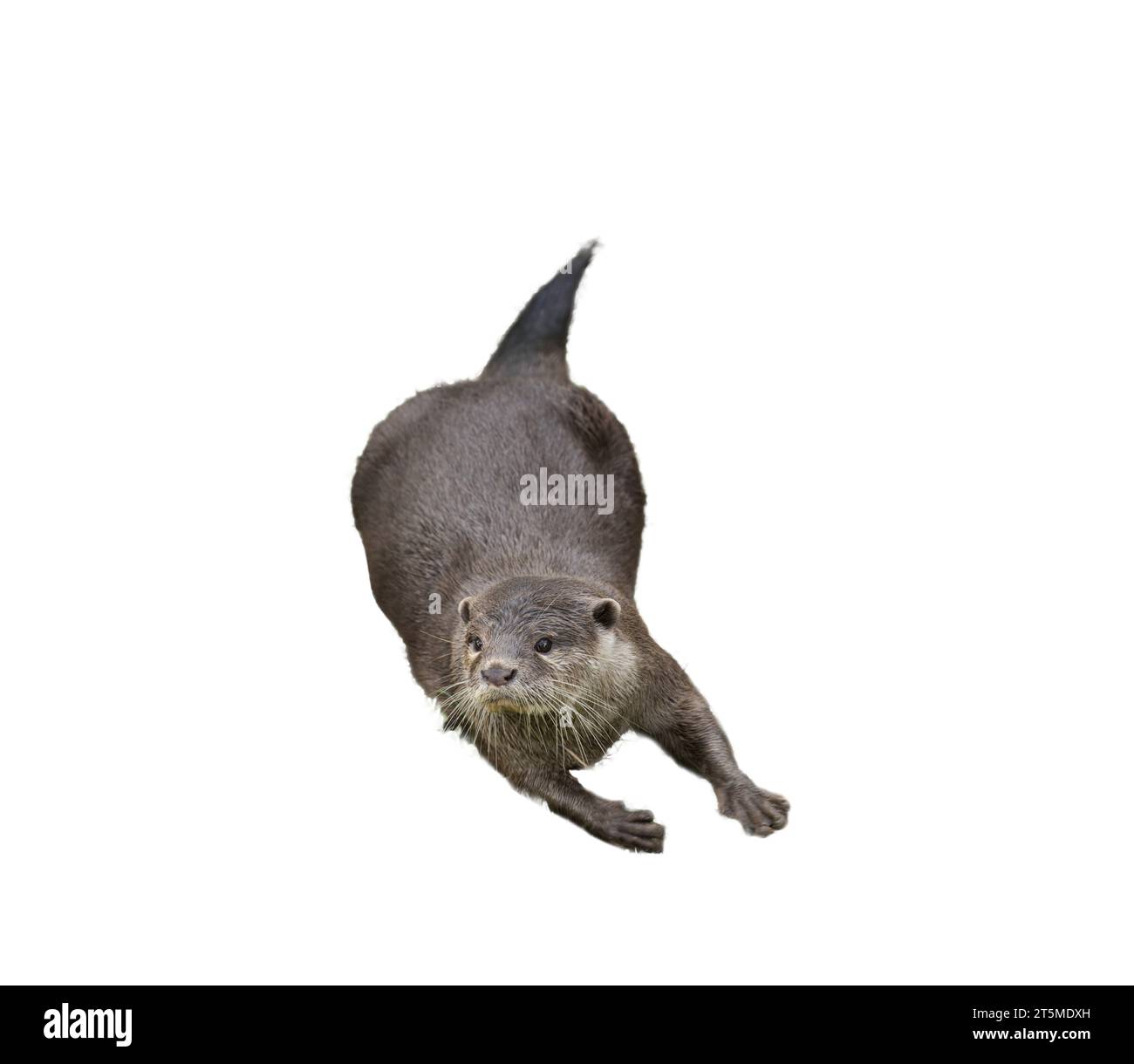 Orientalischer Otter - Aonyx cinerea auf transparentem Hintergrund Stockfoto