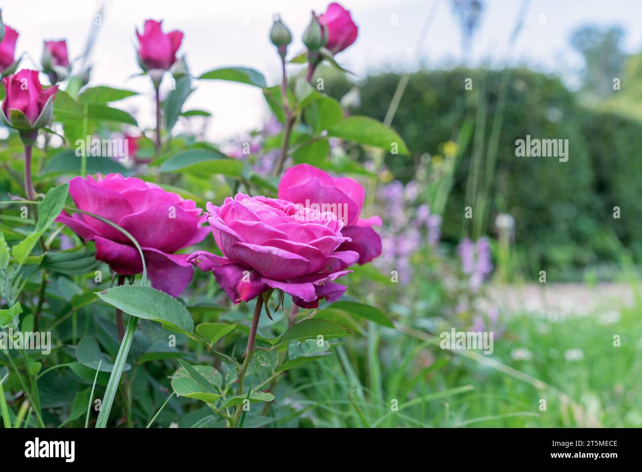 Schöne lila Rosen blühen im Sommergarten. Stockfoto