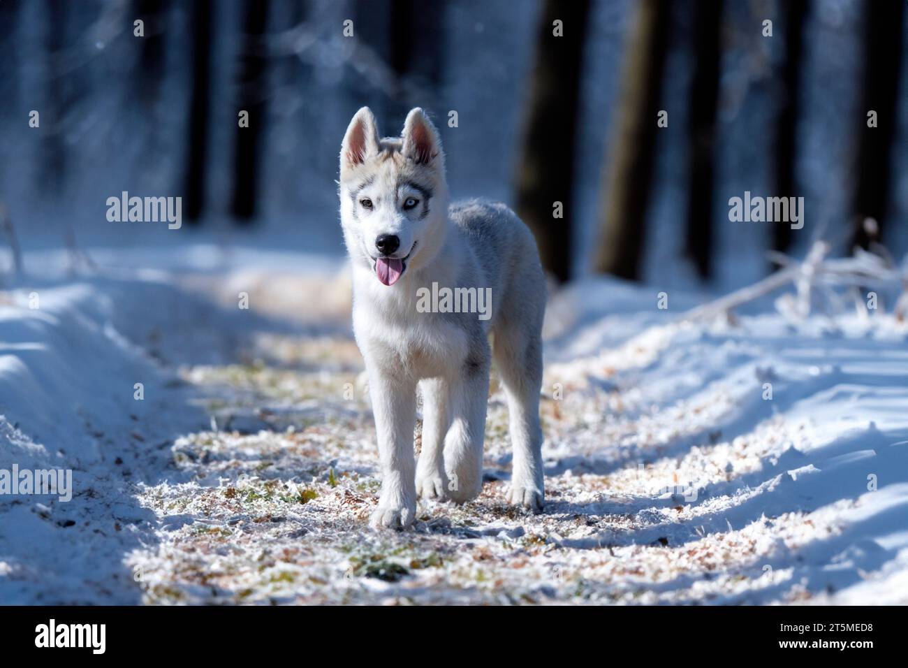 Hündchen sibirischer Husky, der in der Natur im Wald spaziert Stockfoto
